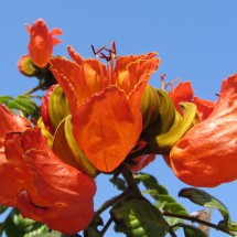 Flowers of Iquique II